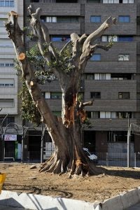 19/06/17. FICUS DE SANTO DOMINGO